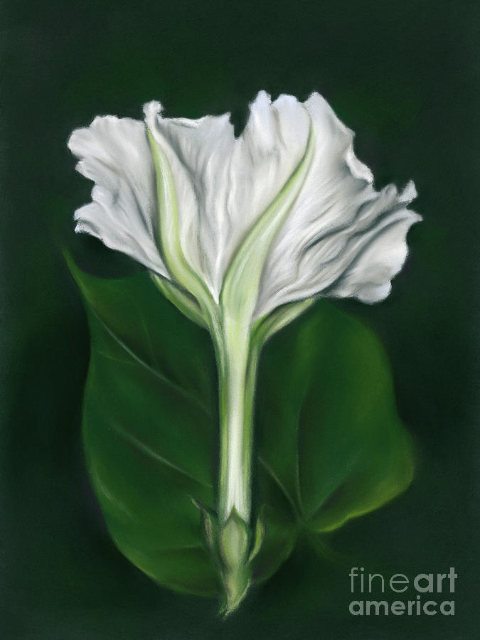Moonflower Opening After Dark Painting by MM Anderson