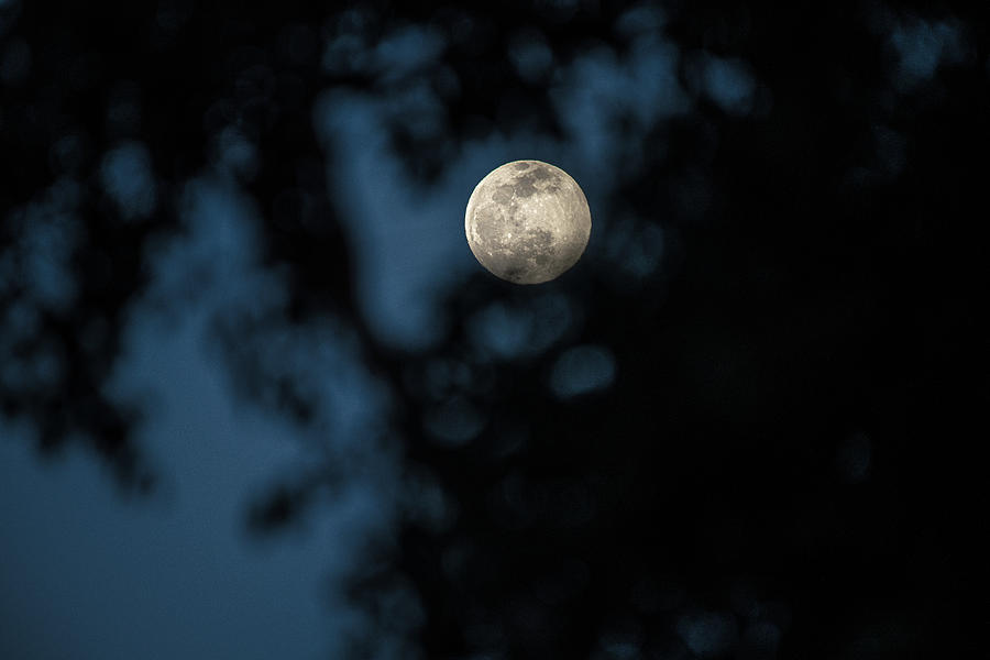 Mooning Through The Trees - 13april2022 Photograph