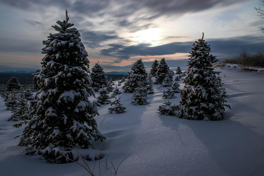 Tree Photograph - Moonlight Christmas Trees by White Mountain Images