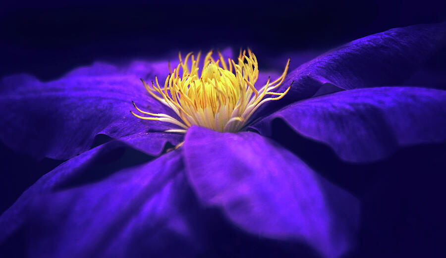 Moonlight Clematis Photograph by Jessica Jenney