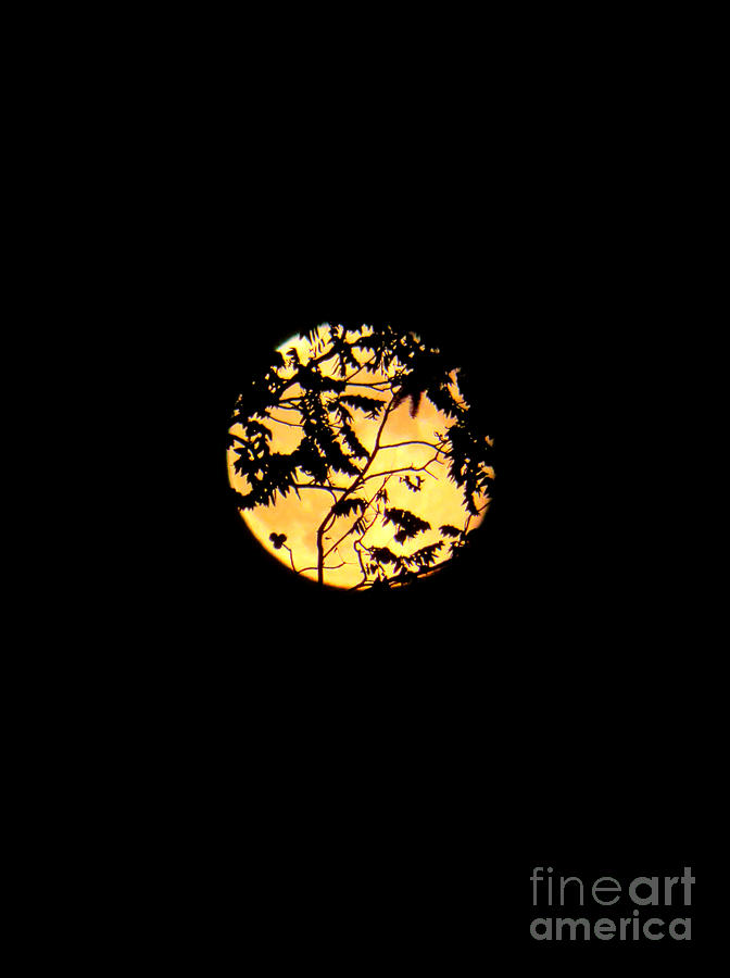 Moonlight  Photograph by Diana Rajala