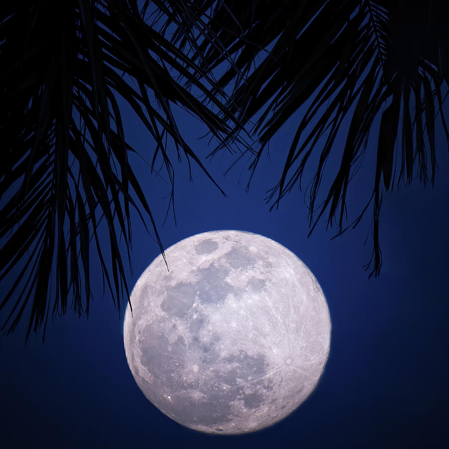 Moonlight Fantasy Photograph by Mark Andrew Thomas