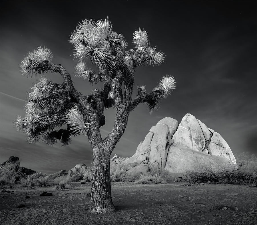 Moonlight on Joshua Tree Infrared Photograph by Jerry Fornarotto