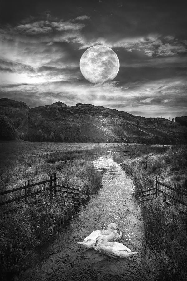 Moonlight on the Swans Black and White Photograph by Debra and Dave Vanderlaan