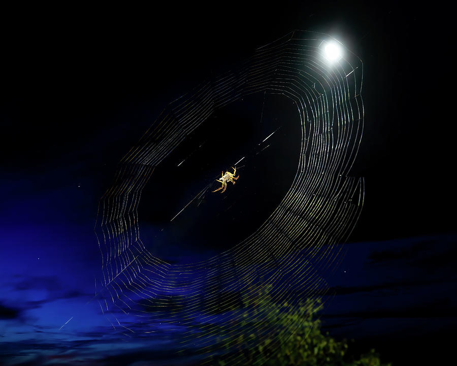Moonlight Orb Weaver Photograph by Mark Andrew Thomas