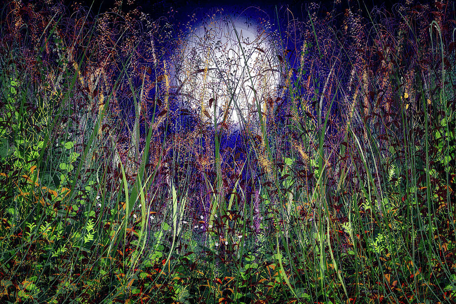Moonlight Over Honey Meadows Painting by OLena Art