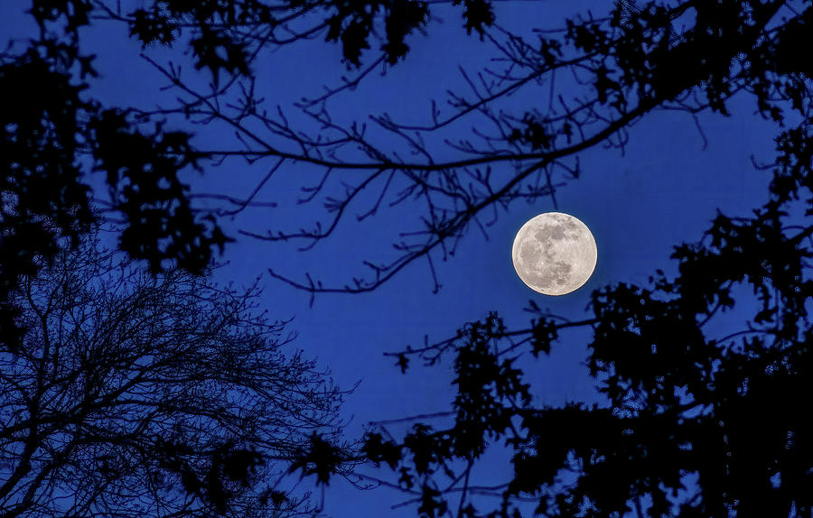 When The Night Falls Moonlight Moonlight Serenade Photograph by Marcy Wielfaert | Fine Art America