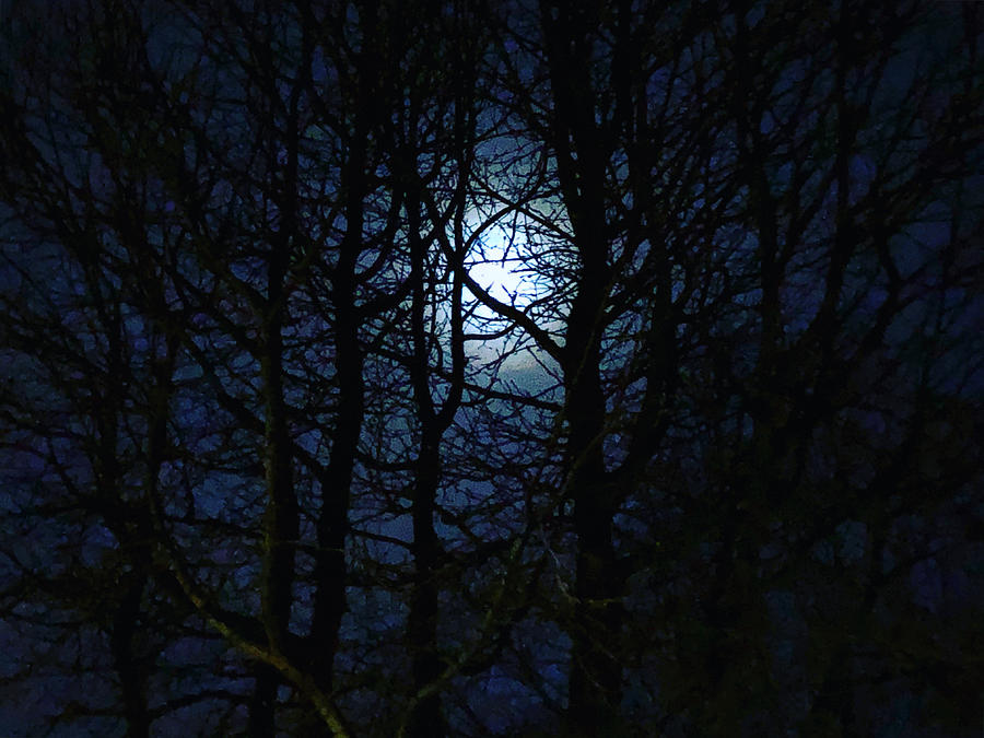 Moonlight Through the Silhouetted Trees Photograph by Alan Schwartz