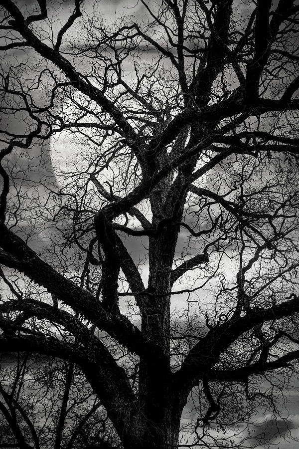 Moonlight Through the Trees Black and White Photograph by Debra and Dave Vanderlaan