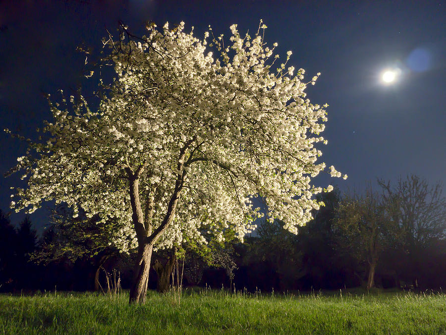 Moonlit Blooming Tree Photograph by Bernd Schunack
