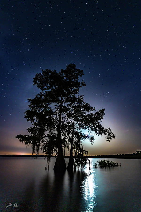 Moonlit Cypress Photograph by Todd Tucker