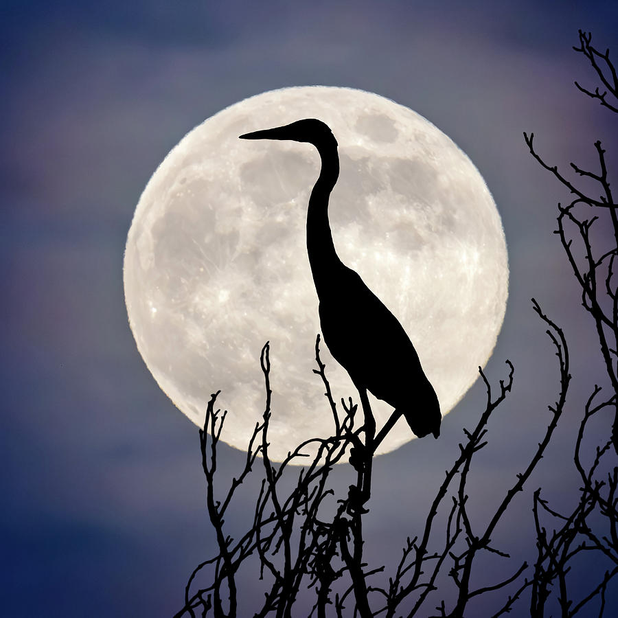 Wildlife Photograph - Moonlit Heron by Laurel Gale