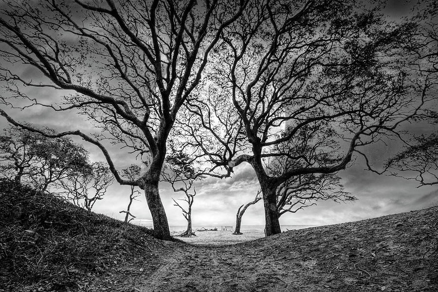 Moonlit Magic Black and White Photograph by Debra and Dave Vanderlaan
