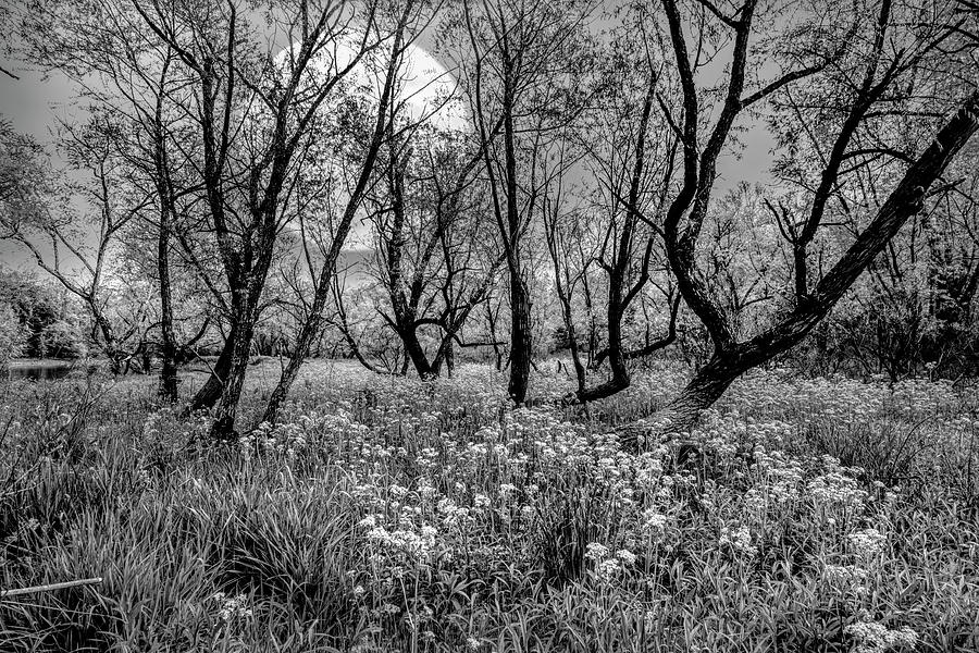 Moonlit Meadow Black and White  Photograph by Debra and Dave Vanderlaan