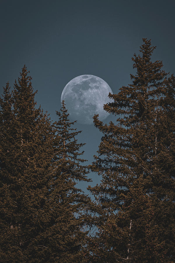 Moonlit Pine Photograph by Brian Anderson Moonlit Pine Photograph by Brian Anderson
