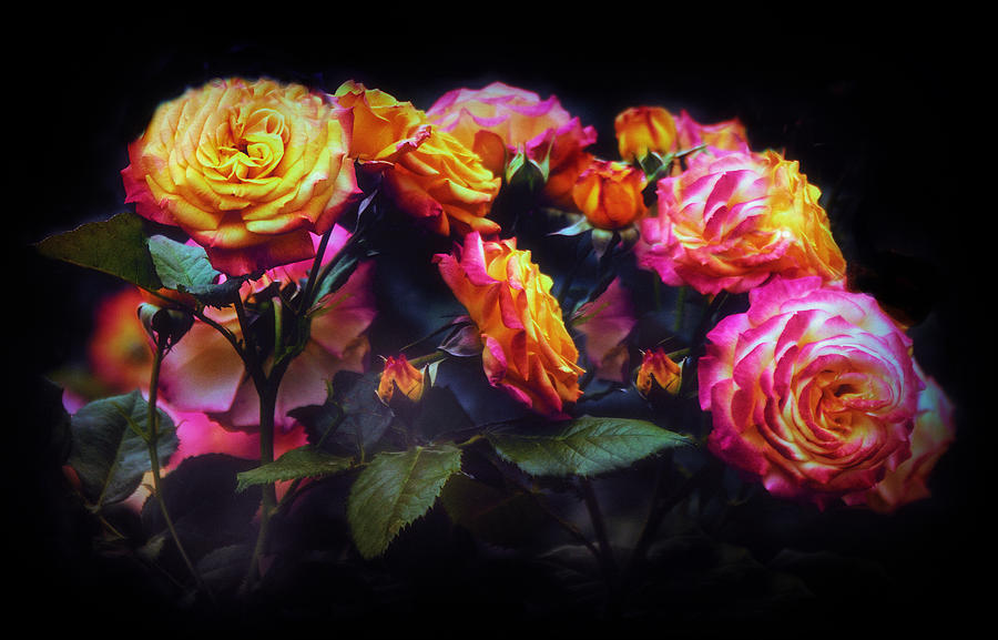 Moonlit Roses Photograph by Jessica Jenney