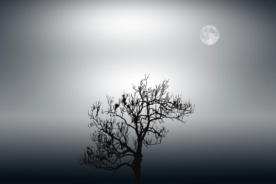Moonlit Silhouette Photograph by John Wright Moonlit Silhouette Photograph by John Wright