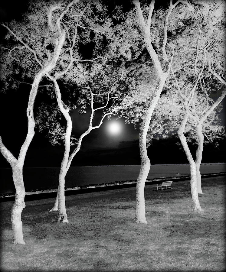 Moonlit Trees By The Sea Digital Art by Rebecca Grzenda