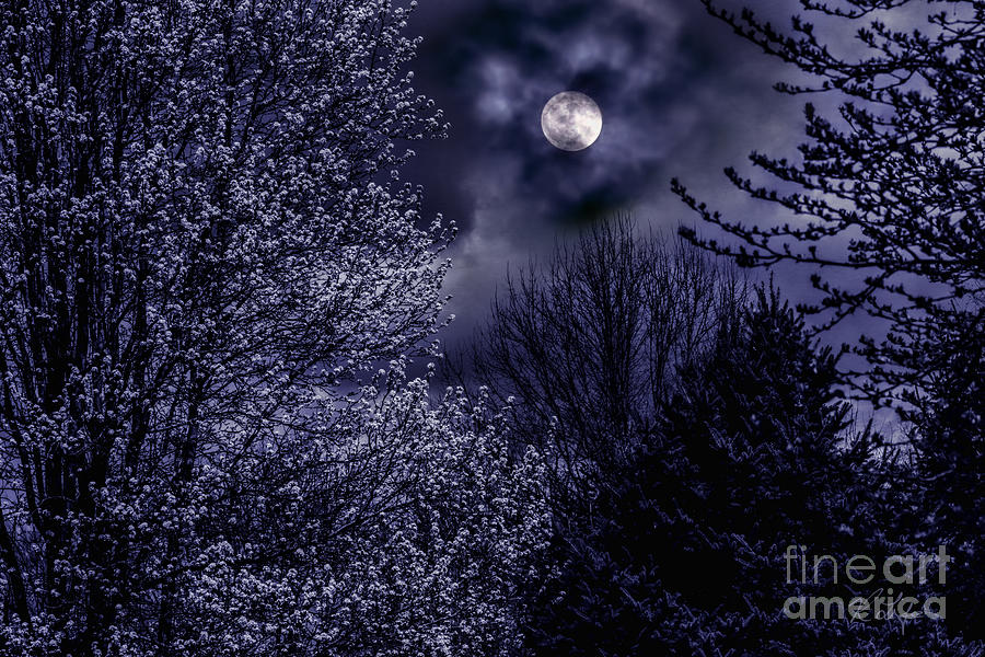 Landscape Photograph - Moonlit Trees by Rosanna Life