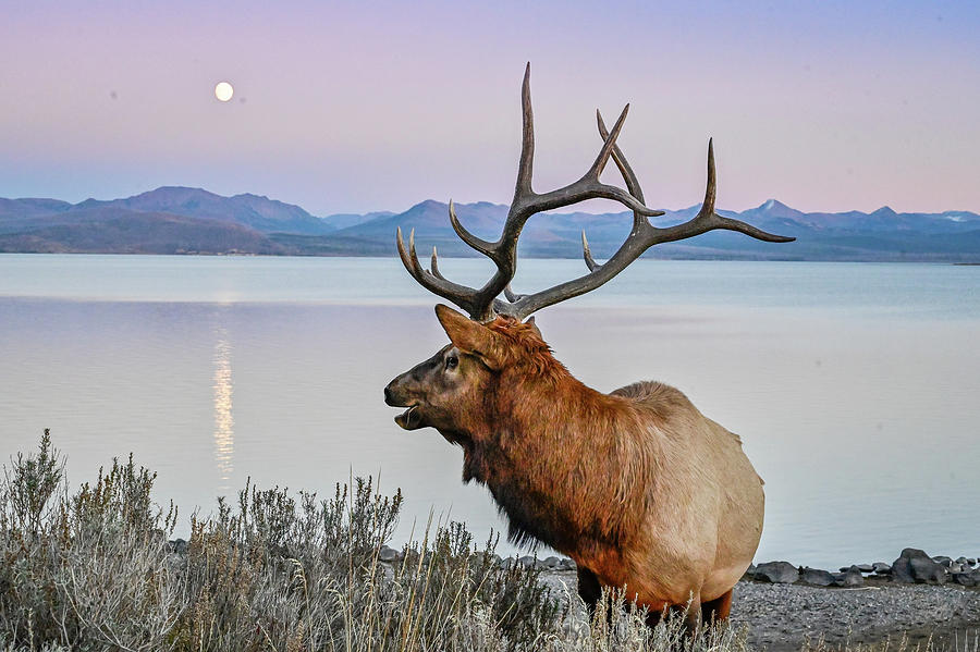 Moonrise And Elk Photograph by Ed Stokes