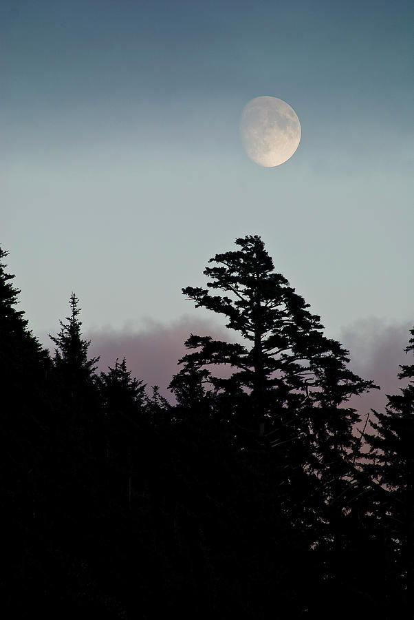 August Photograph - Moonrise and Silhouettes by Robert Potts