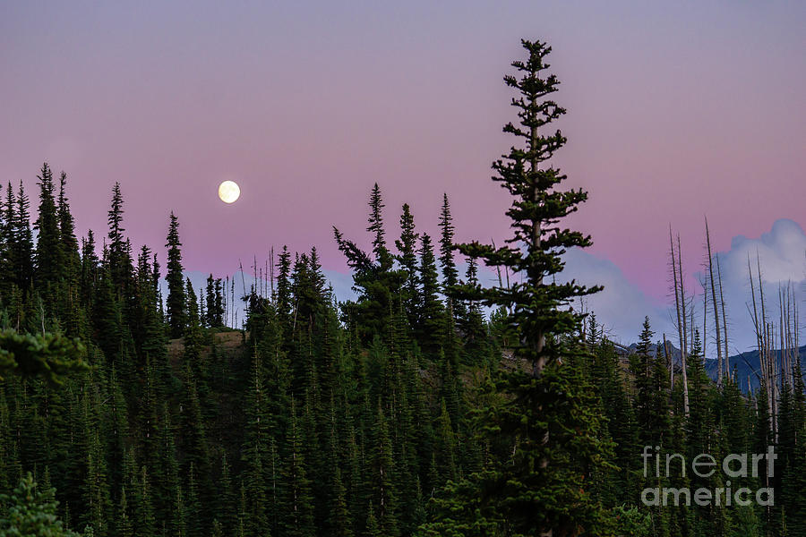 Moonrise during Sunset Colors in Olympic National Park Photograph by Nancy Gleason