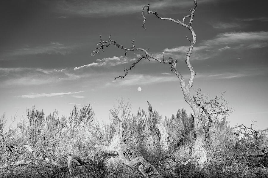 Moonrise Through the Bones of Winter - Guadalupe River State Park Photograph by Brigitte Blanchette Thompson Moonrise Through the Bones of Winter - Guadalupe River State Park Photograph by Brigitte Blanchette Thompson