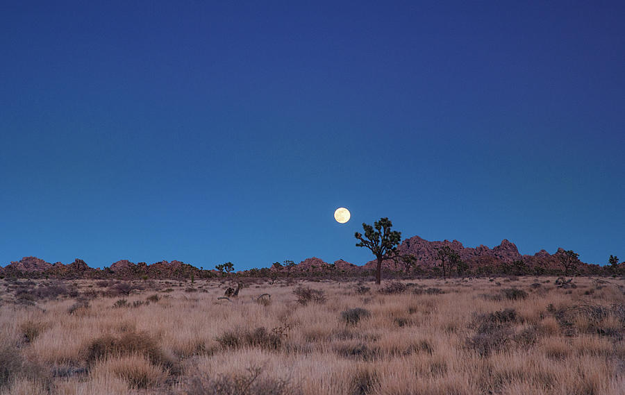 Moonrise over Joshua Tree National Park Photograph by Kunal Mehra