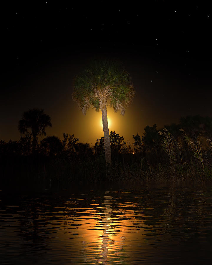 Moonset at Big Cypress  Photograph by Mark Andrew Thomas