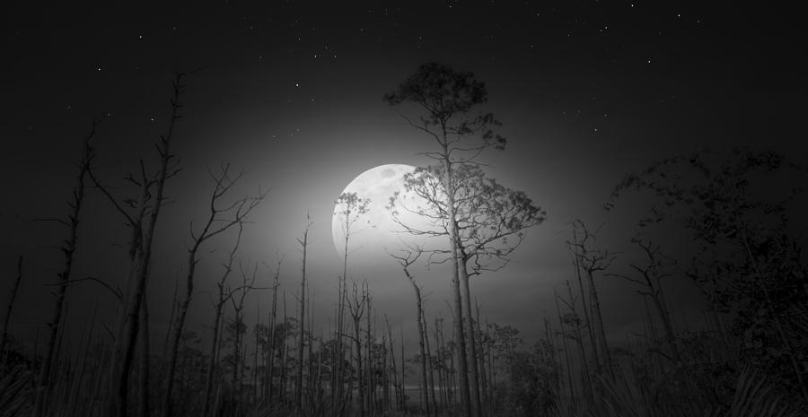 Moonset at Big Cypress Swamp Photograph by Mark Andrew Thomas