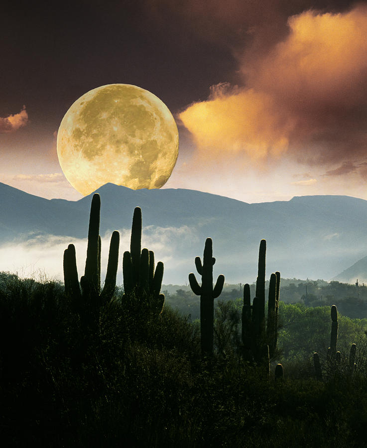 Moonset over Saguaro Cactus Photograph by Buddy Mays