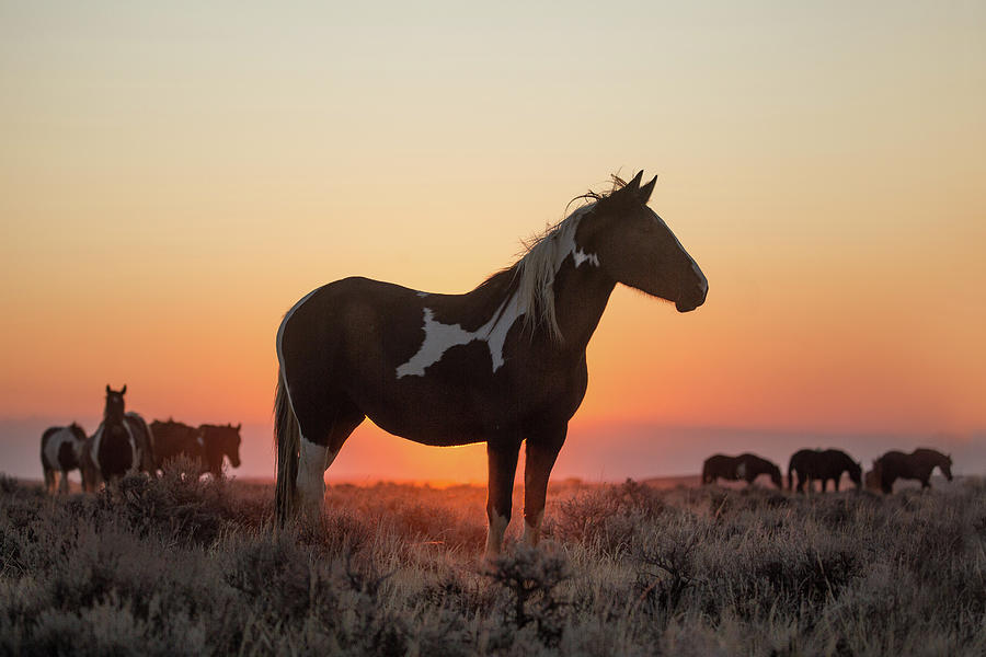 Moonshadow Photograph by Sandy Sisti - Fine Art America