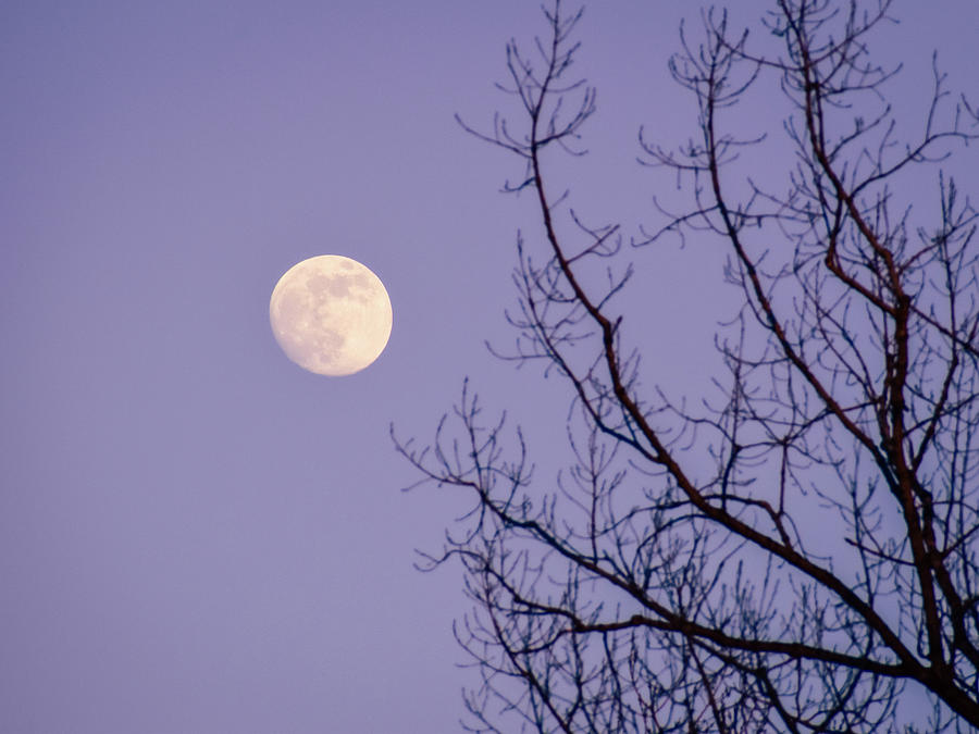 January Moonshine Photograph by Susie Loechler