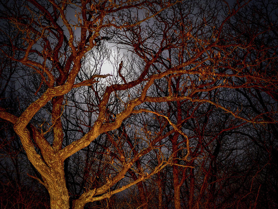 Moonshine Photograph by Susie Loechler