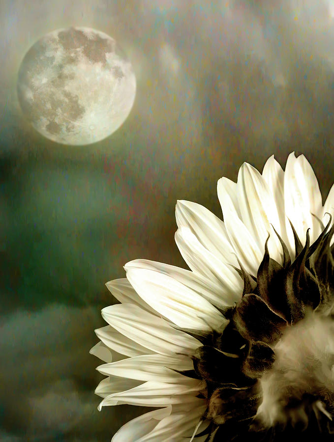 Sunflower Mixed Media - Moonstruck by Katy Breen