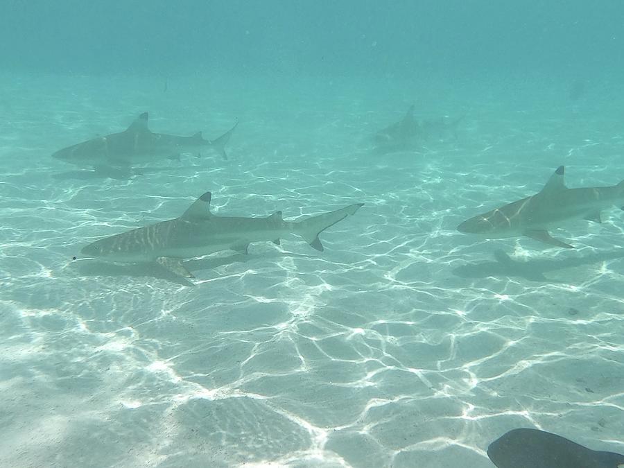 Moorea black tips Photograph by Trisha Beehler - Fine Art America