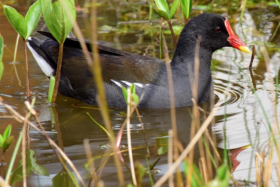Moorhen Photograph by Neil R Finlay