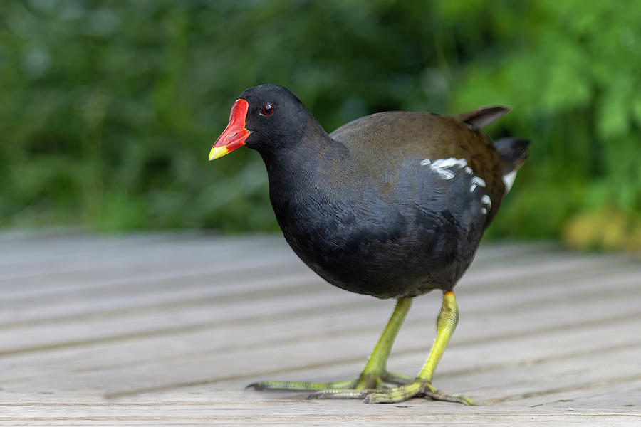 Moorhen on jetty Photograph by Steev Stamford