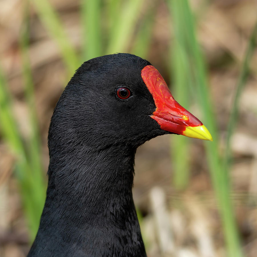 Moorhen pose Photograph by Steev Stamford