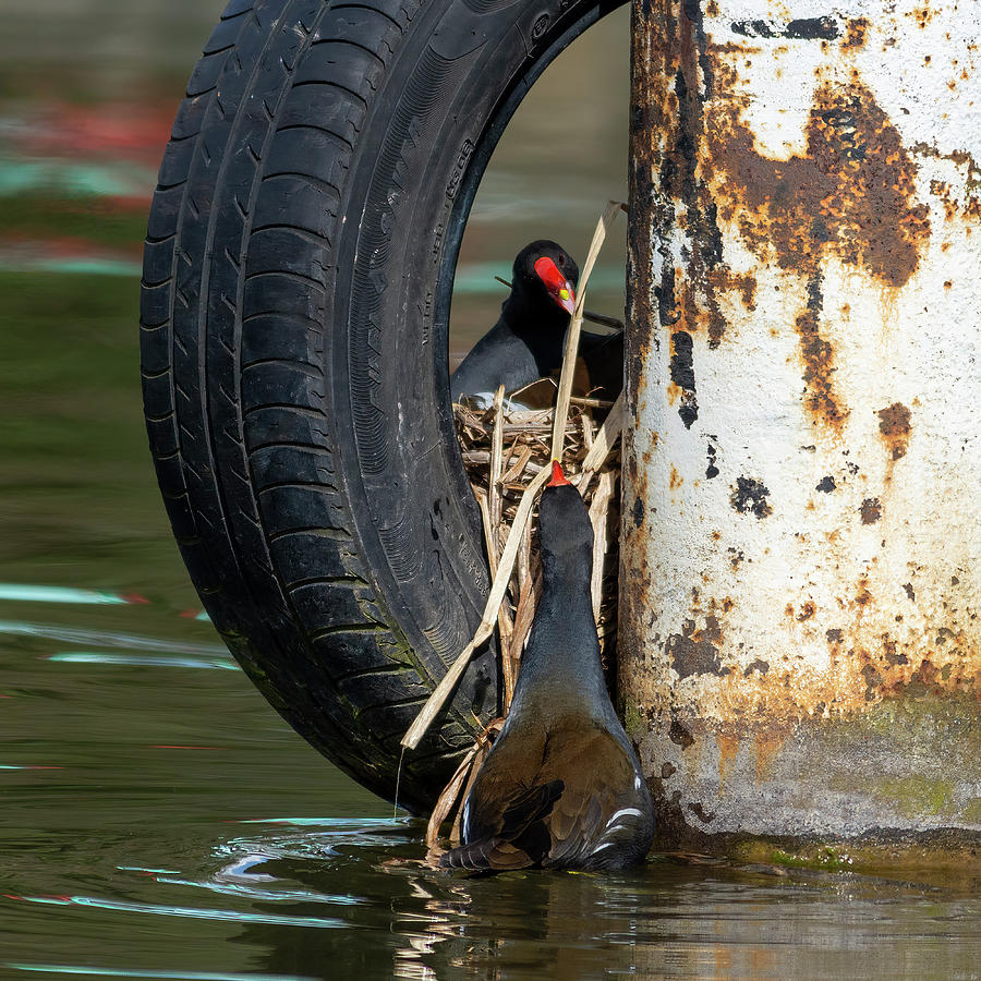 Moorhens nest building Photograph by Steev Stamford