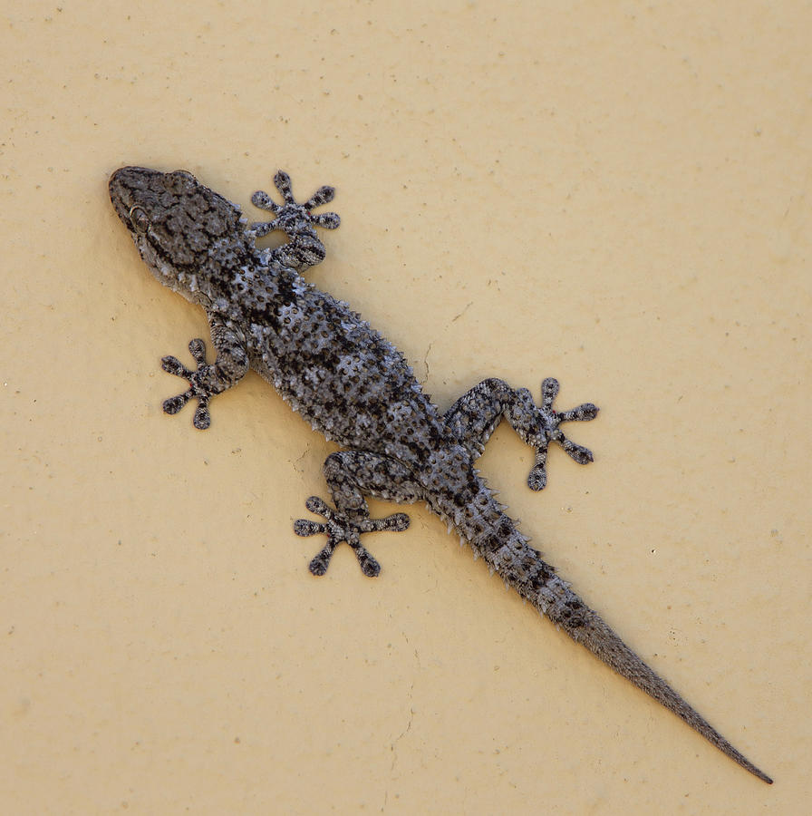 Moorish Gecko, Tarentola mauritanica, Spain. Photograph by Tony Mills