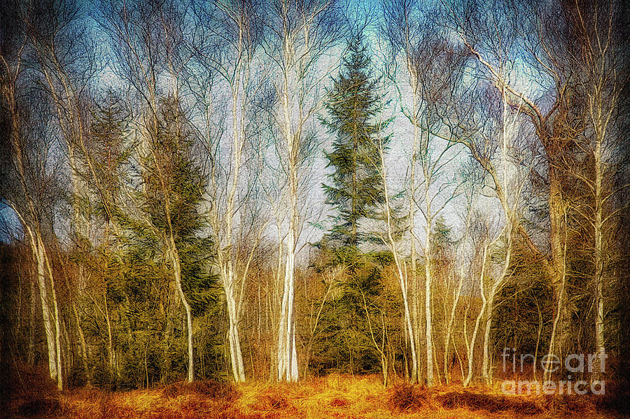 Moorland Forest Digital Art by Edmund Nagele FRPS