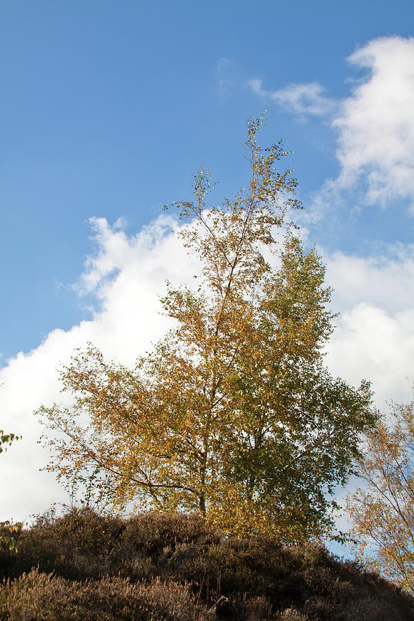 Tree Photograph - Moorland in Fall by Stephen Davison