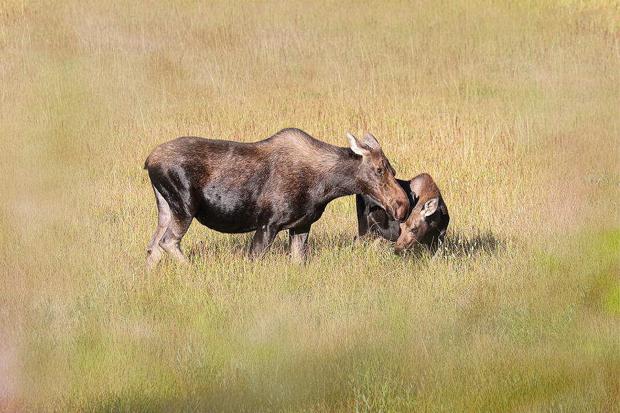 Moose 28A Photograph by Sally Fuller