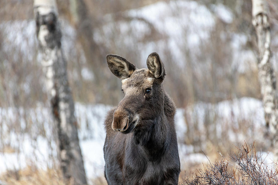 Rocky Mountain National Park Photograph - Moose 7 by Michael Putthoff