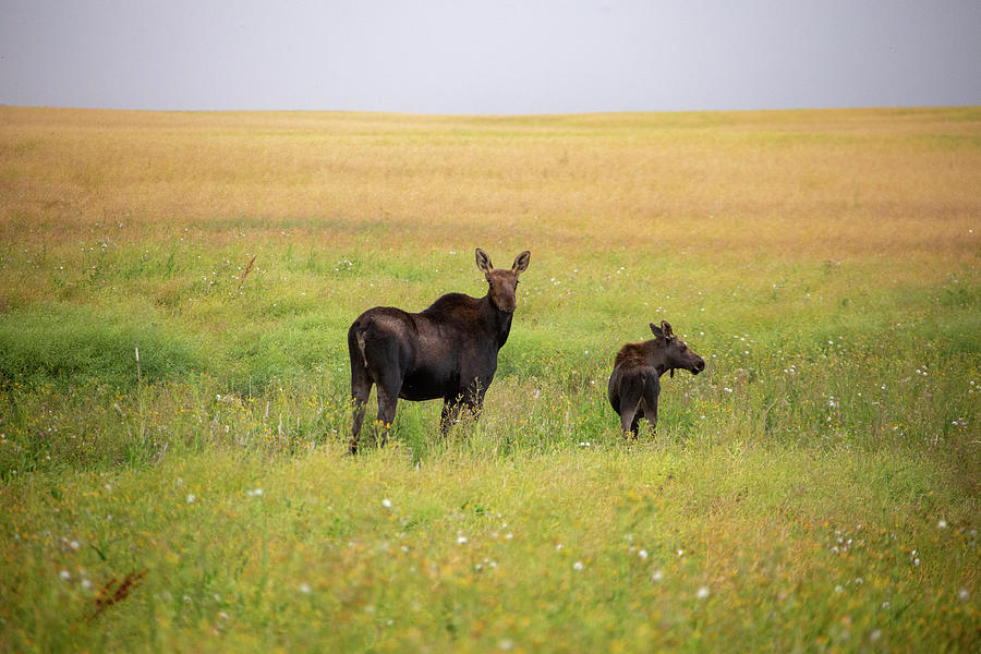 Moose and Baby  Photograph by Mark Duffy