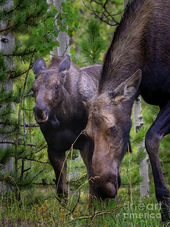 Moose And Calf Photograph
