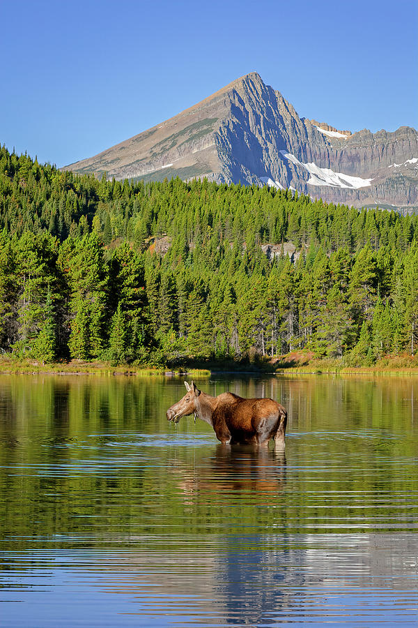 Moose and Swiftcurrent Mountain Photograph by Jack Bell