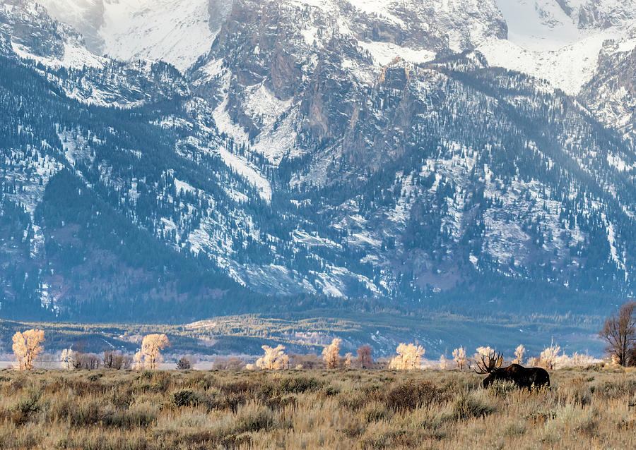 Moose and Tetons 2 by Michael Chatt Moose and Tetons 2 by Michael Chatt