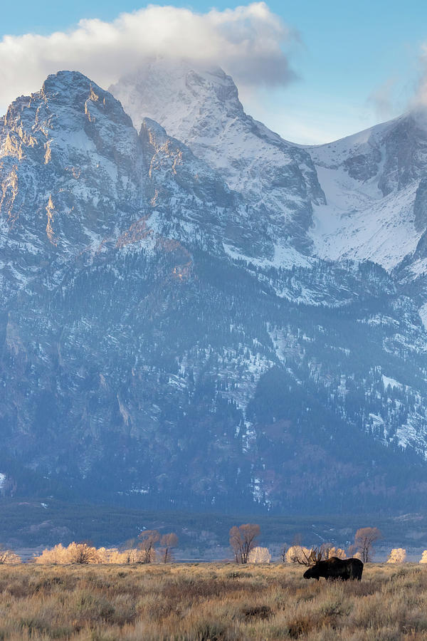 Moose and Tetons by Michael Chatt Moose and Tetons by Michael Chatt